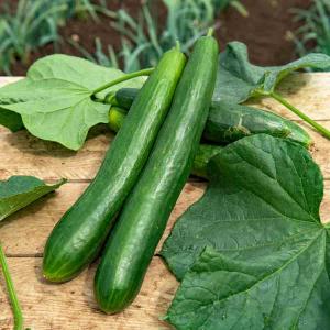 Concombre Bella F1 - Graines d'Exception